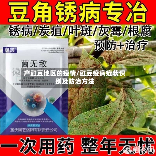 产豇豆地区的疫情/豇豆疫病症状识别及防治方法